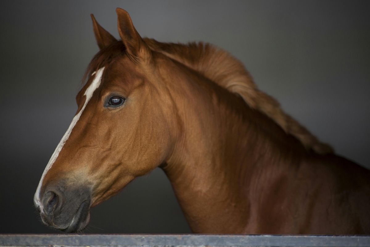 Cavalo