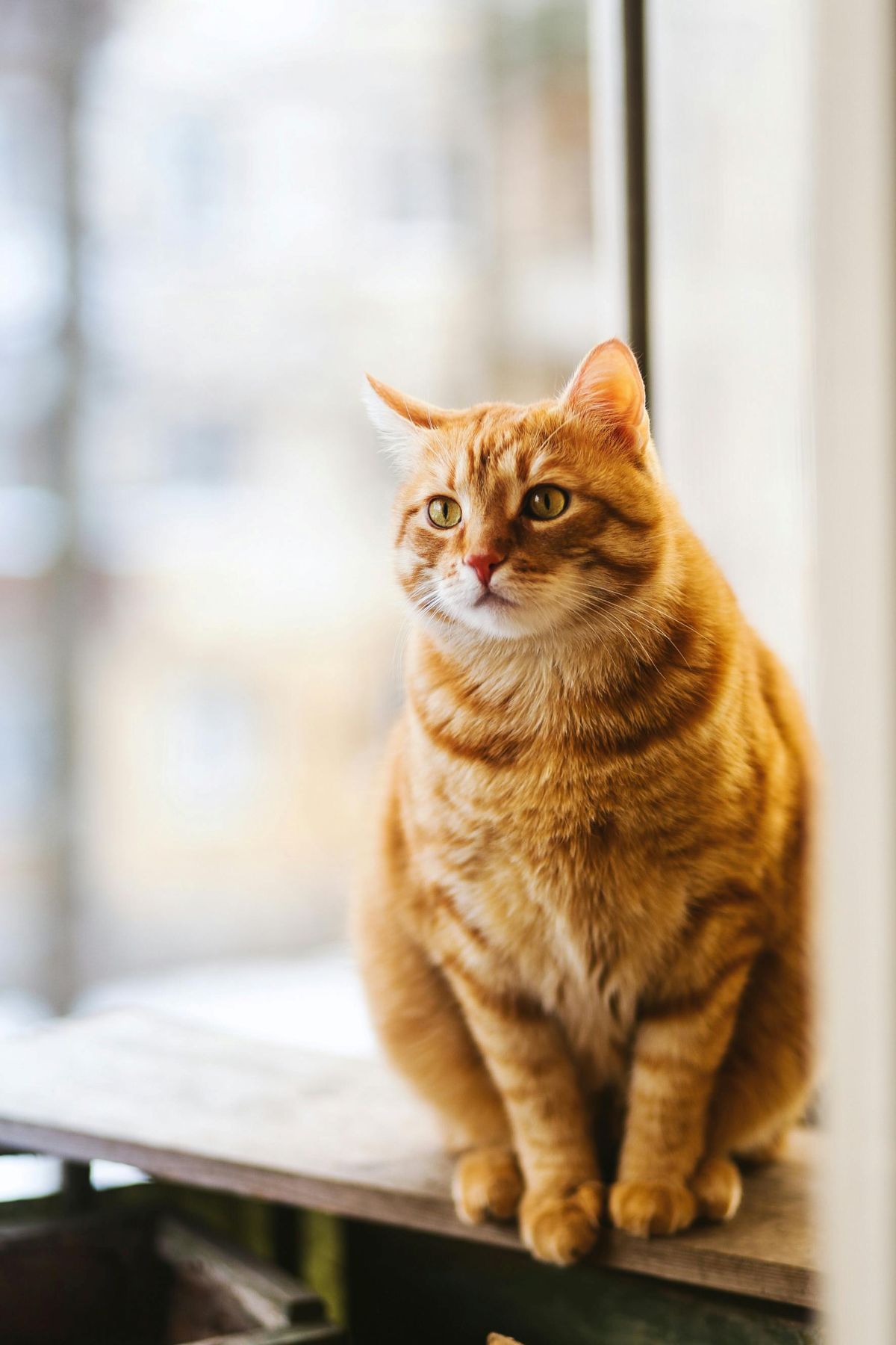 Gato